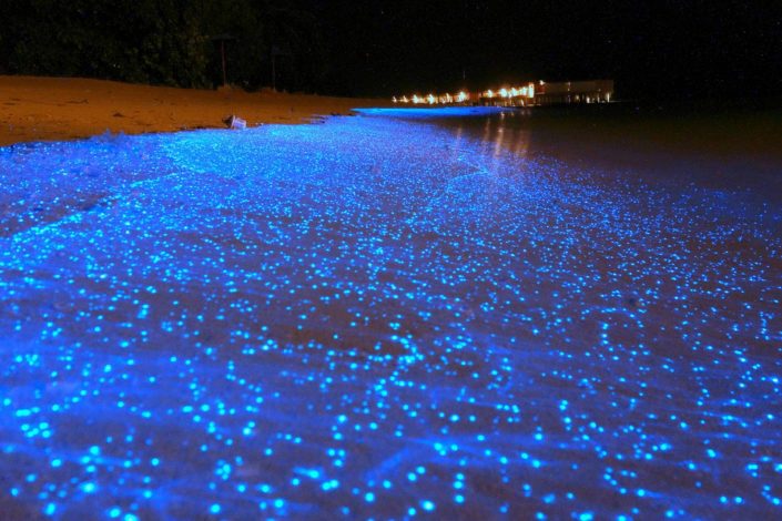 светящийся планктон в заливе