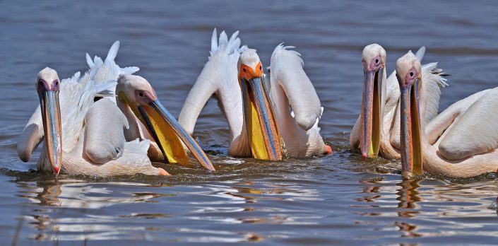 пеликаны ловят рыбу