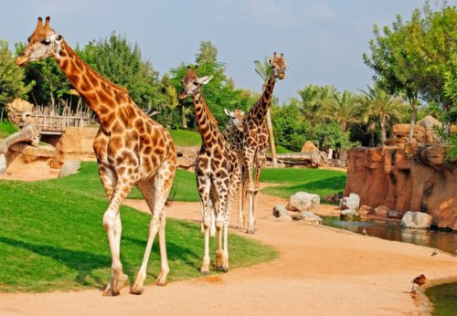 зоопарк в Испании - отдых в Испании с детьми